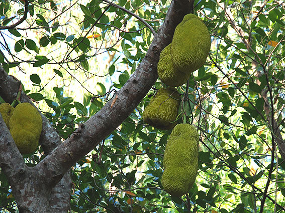 5157_Jackfruit 