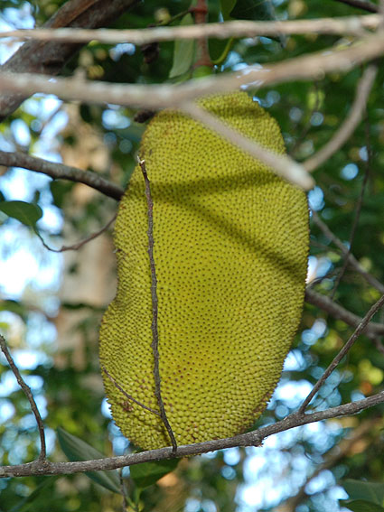 5158_Jackfruit 