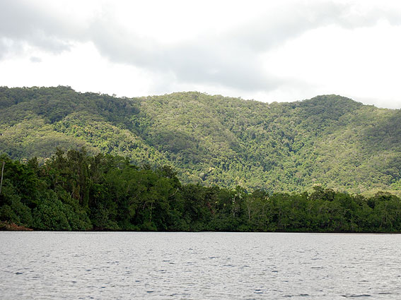 5188_Daintree_Rainforest 