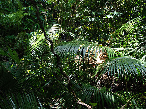 5255_Daintree_Rainforest 