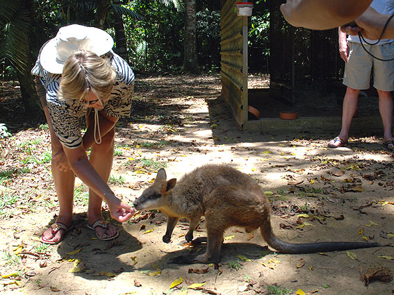 5263_Daintree_Rainforest 