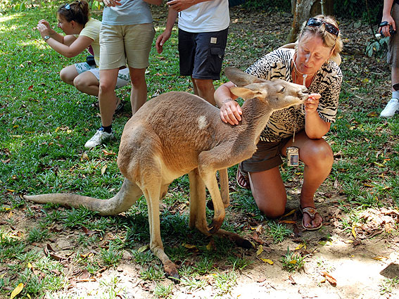 5267_Daintree_Rainforest 