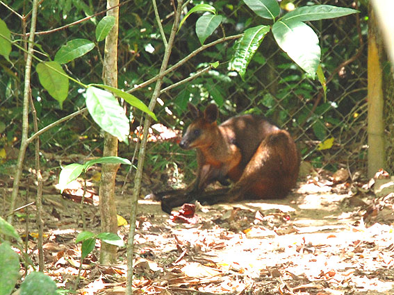 5273_Daintree_Rainforest 