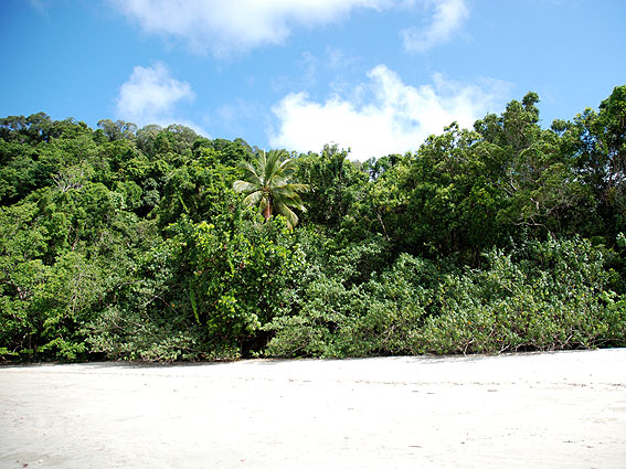 5312_Daintree_Rainforest 