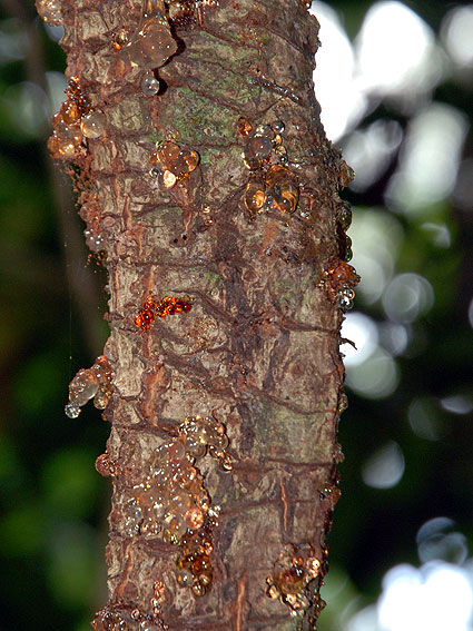 5322_Daintree_Rainforest 