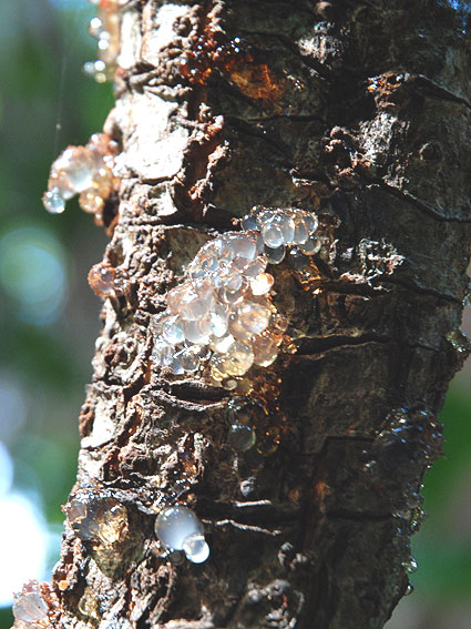 5324_Daintree_Rainforest 