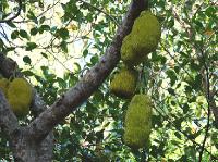 5157_Jackfruit