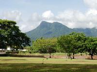 5183_Daintree_Rainforest