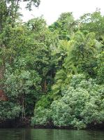 5196_Daintree_Rainforest 