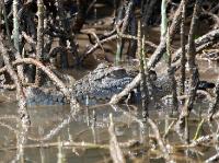 5201_Daintree_1meter_croc