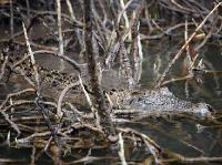 5202_Daintree_1meter_croc