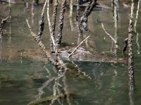 5211_Daintree_2meters_croc