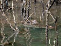 5212_Daintree_2meters_croc