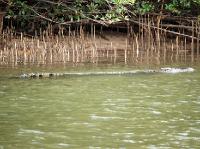 5218_Daintree_Scarface_croc 