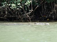 5226_Daintree_Scarface_croc