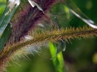 5233_Daintree_Rainforest