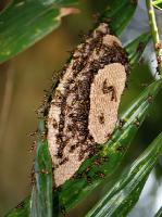 5251_Daintree_Rainforest