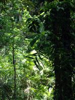 5252_Daintree_Rainforest