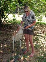 5261_Daintree_Rainforest 