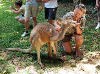 5267_Daintree_Rainforest