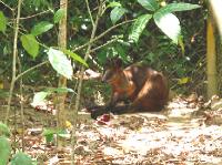 5273_Daintree_Rainforest