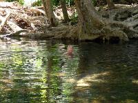 5282_Daintree_Rainforest