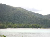 5315_Daintree_Rainforest