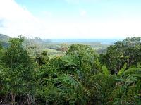 5329_Daintree_Rainforest