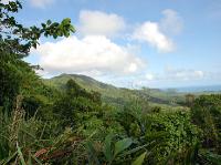 5334_Daintree_Rainforest