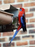 4118_Rosella