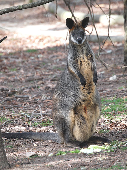 4080_Wallaby 