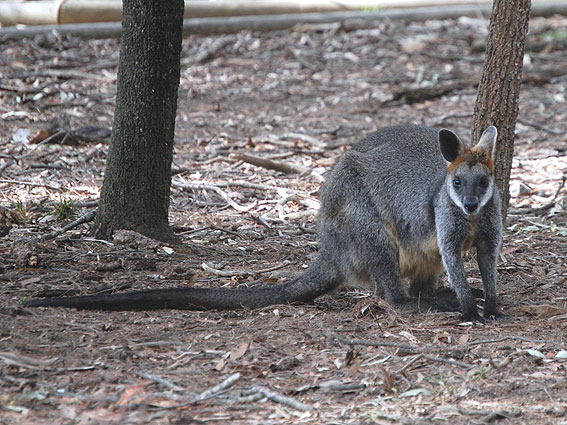 4082_Wallaby 