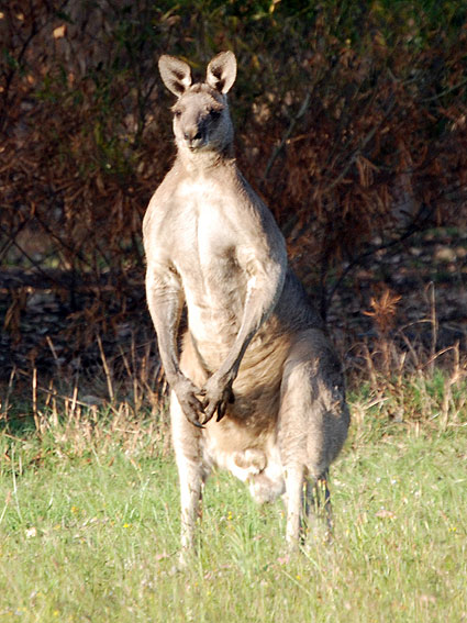 5375_wild_kangurus 