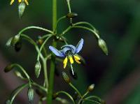 2273_Fitzroy_falls