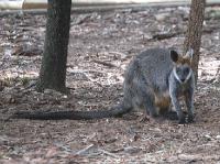 4082_Wallaby 