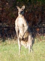 5376_wild_kangurus