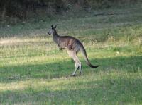 5385_wild_kangurus
