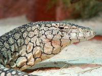 2365_wildlife_world 