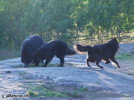 Bissie with her father Pascha and cousin Virus.