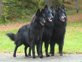 Bissie, Virus and Pascha, autumn 2008.