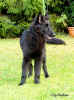 4 months old. Photo: Carin Lyrholm.