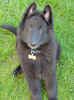 11 weeks and 9 kilos =)