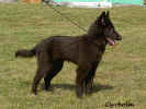 Tascha, 4 months old. Photo: Carin Lyrholm.