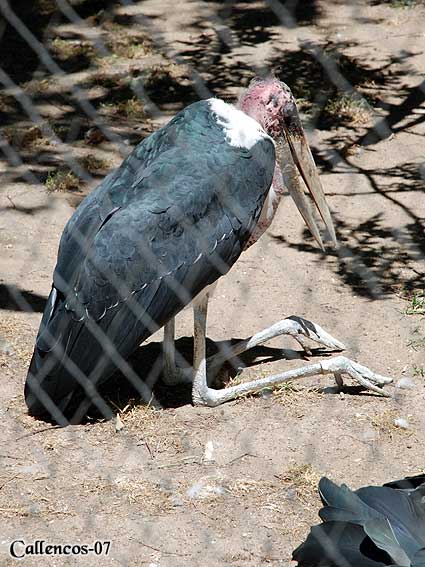 3DSC_0217_maraboustork 