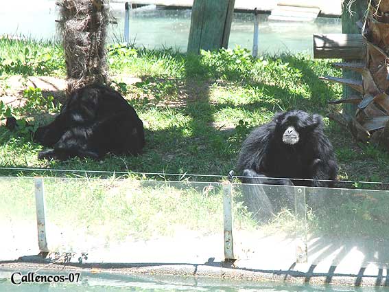 3DSC_0221_siamang 