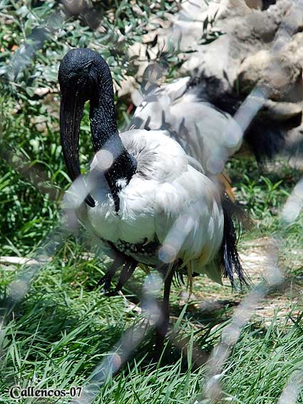 3DSC_0231_helig_ibis 