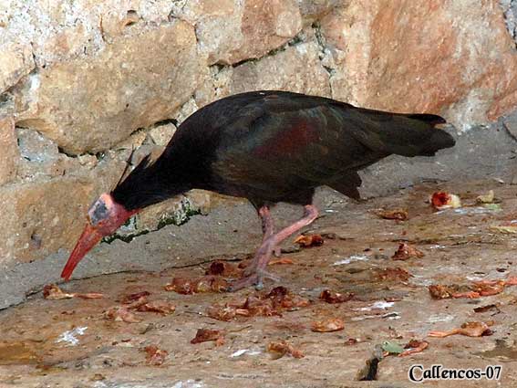 3DSC_0233_eremit_ibis 