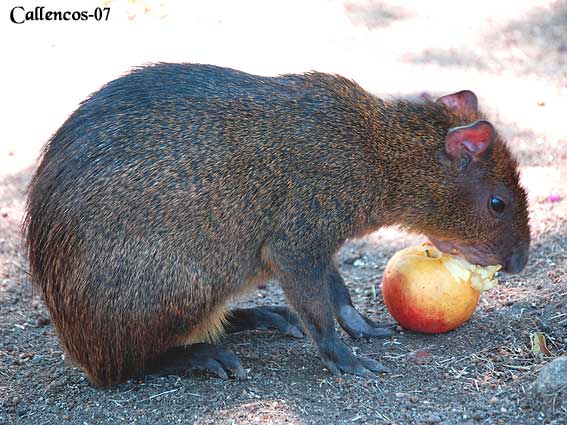 3DSC_0266_agouti 