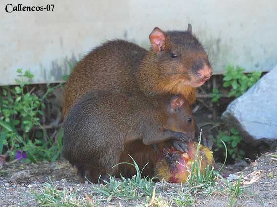 3DSC_0267_agouti 