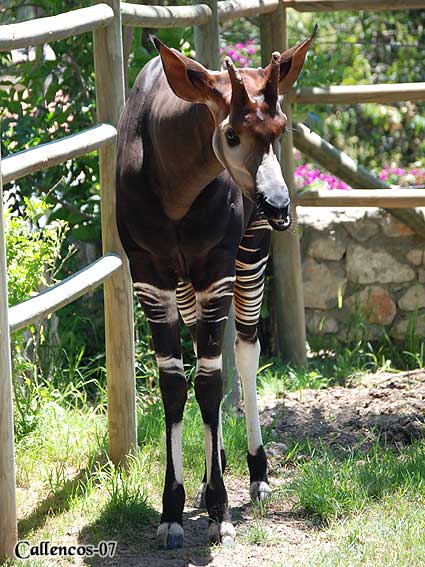 3DSC_0296_okapi 